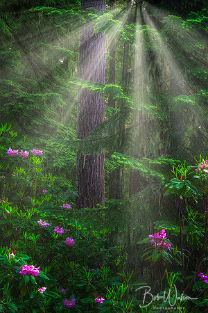 Rhododendrons, Willamette National Forest, Oregon.