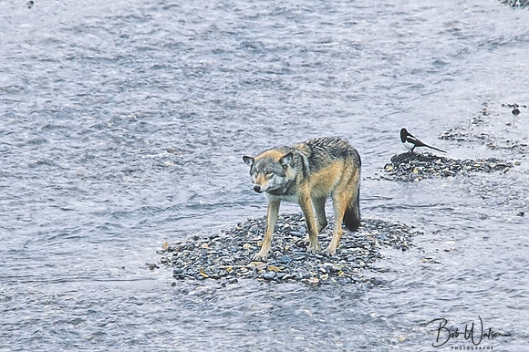 Wolf of the East Fork Toklat River, Denali National Park