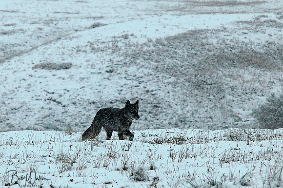 Alpha male of the Grant Creek Wolf Pack, Highway Pass, Denali National Park
