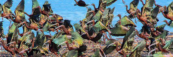 White-faced Ibis, Malheur National Wildlife Refuge, Oregon