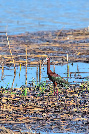 White-faced Ibis, Malheur National Wildlife Refuge, Oregon