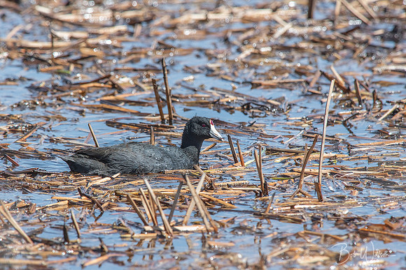American Coot, Malheur National Wildlife Refuge, Oregon