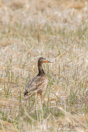 Female Great White-fronted Goose, Malheur National Wildlife Refuge, Oregon