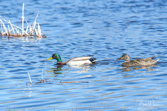 Male and Female Mallard Duck, Malheur National Wildlife Refuge, Oregon