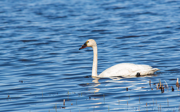 Tundra Swan, Malheur National Wildlife Refuge, Oregon