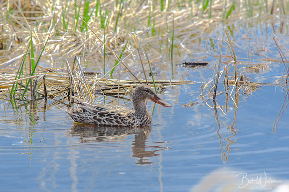 Female Northern Shoveler, Malheur National Wildlife Refuge, Oregon