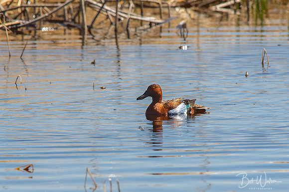Male Cinnamon Teal, Malheur National Wildlife Refuge, Oregon
