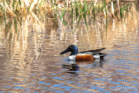 Male Northern Shoveler, Malheur National Wildlife Refuge, Oregon