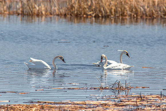 Tundra Swans, Malheur National Wildlife Refuge, Oregon