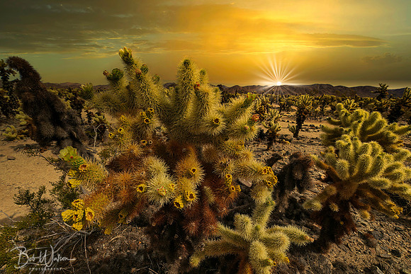 Cholla Garden at Joshua Tree National Park, California