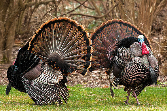 Tom Wild Turkeys strutting during mating season, Northern Indiana