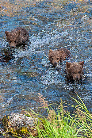 Brown Bear cubs cross Brooks River, Katmai National Park, Alaska
