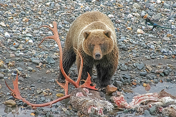 Grizzly Bear Boar feeds on a caribou carcass