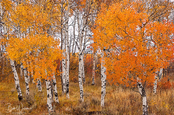 Quaking Aspen, Grand Teton National Park