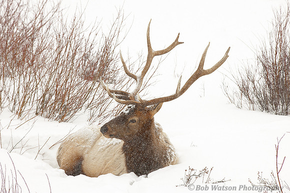 Bull Elk in Snowstorm