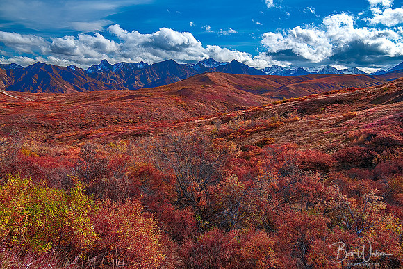 Autumn Colors of Sable Pass, Denali National Park, Alaska