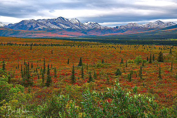 Telanika River Valley In Autumn, Denali National Park, Alaska