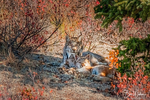 Lynx with Kitten