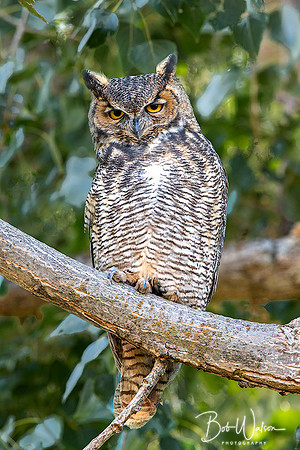 Great Horned Owl, Malheur National Wildlife Refuge, Oregon