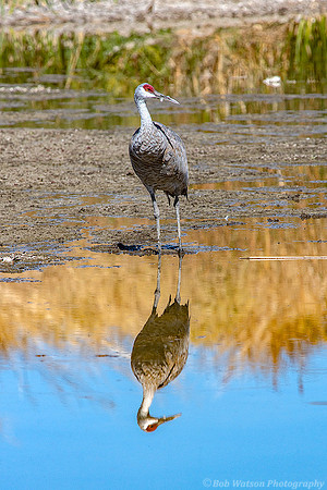 Sandhill Crane, Malheur National Refuge, Oregon