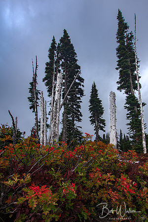 Mountain Ash, Mount Rainier National Park
