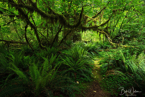 Hoh Rain Forest, Olympic National Park