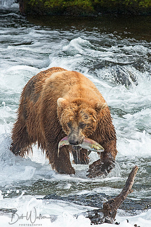 Brown Bear fishing at Brooks Falls, Katmai National Park, Alaska