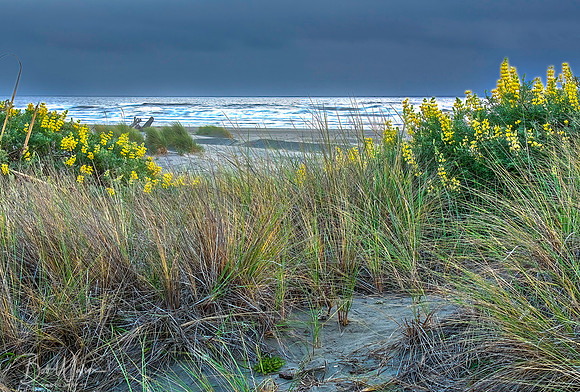 Yellow Bush Lupine, California Northern Coast