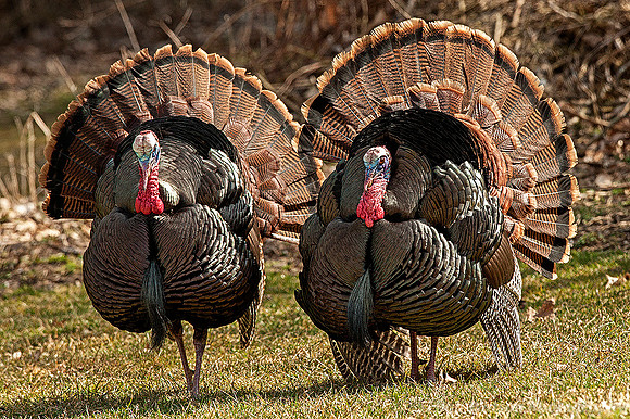 Tom Wild Turkeys strutting during mating season, Northern Indiana
