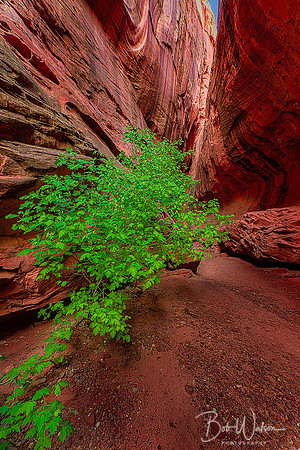 Singing Slot Canyon, Grand Staircase Escalante National Monument, Utah