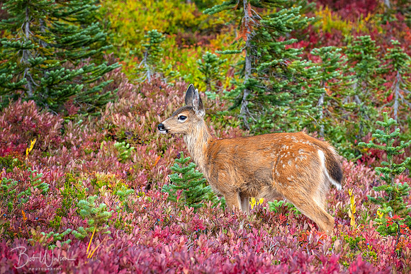 Fawn Black-tailed Deer, Mount Rainier National Park, Washington