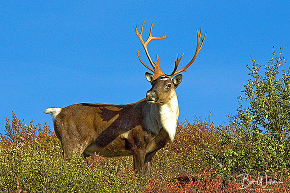 Caribou