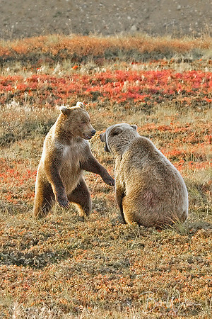 Grizzly Bear Cubs play fighting, Denali National Park, Alaska