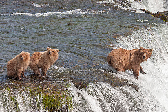 Sow Brown Bear teaches her cubs to fish at Brooks Falls