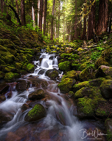 Moss covered rocks line this unnamed cascade in Olympic National Park, Washington, near Crescent Lake
