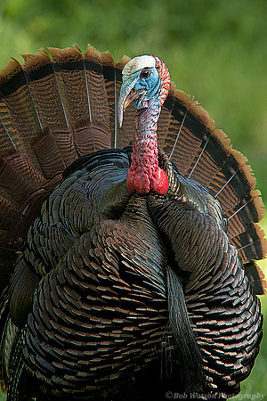 Tom Wild Turkey