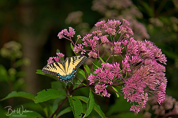 Female Eastern Tiger Swallowtail