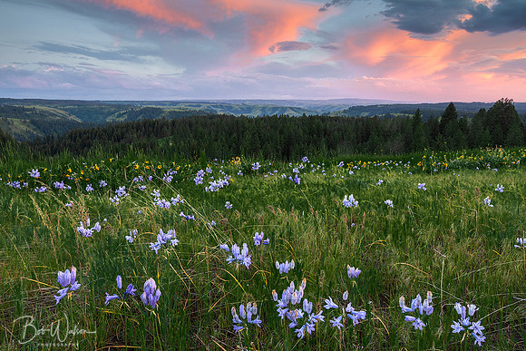 Spring in the Blue Mountains, Oregon