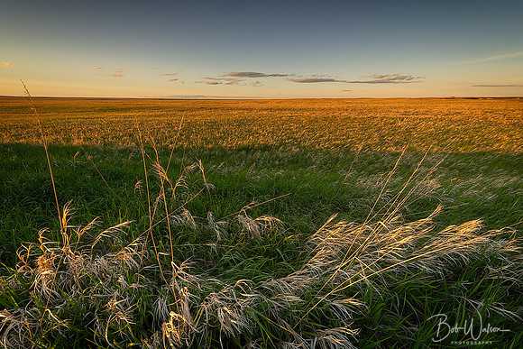 Prairie Grassland, Badlands National Park, South Dakota