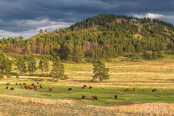 Bison Herd at Wind Cave National Park, South Dakota
