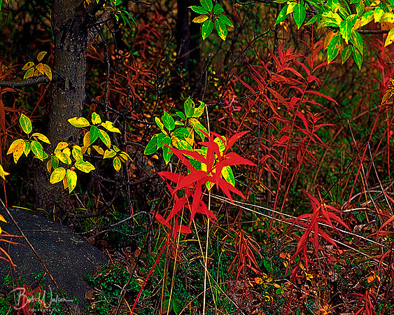 Autumn Fire Weed