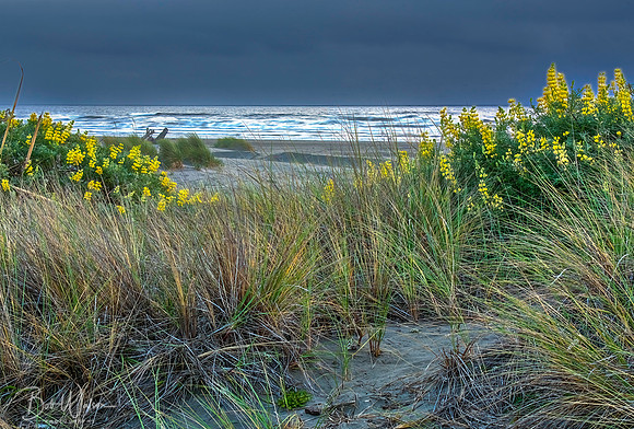 Yellow Bush Lupine, California Northern Coast