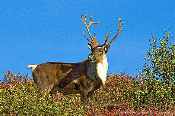 Caribou