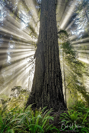 Heavenly Moment, Del Norte Coast Redwoods State Park, California