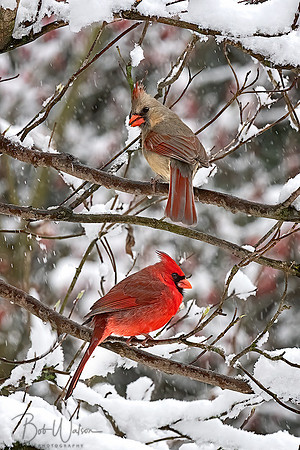 Pair of Cardinals In Snow, Northern Iniana