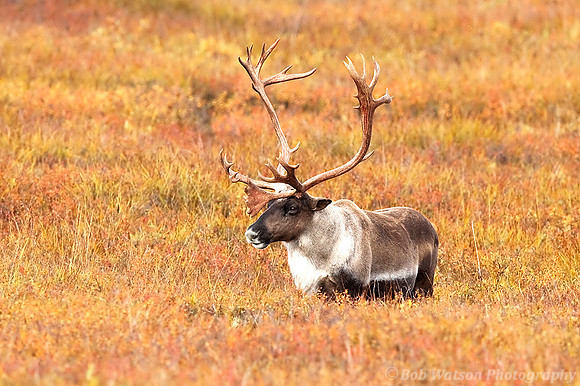 Caribou In Autumn