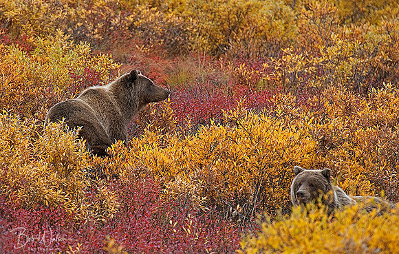 Grizzly Bear Sow with Cub in Denali National Park, Alaska
