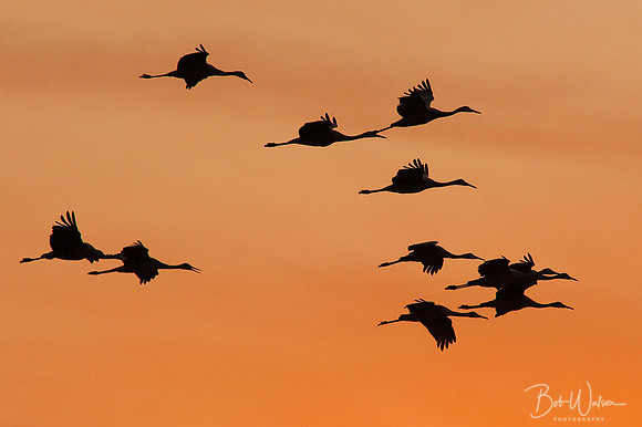 Sandhill Cranes at Jasper-Pulaski Fish and Wildlife Area, Northern Indiana