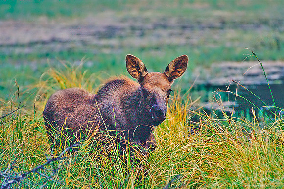 Yearling Moose
