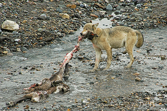 East Fork Toklat Wolf Pack with prey, Denali National Park, Alaska